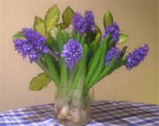hyacinths and elaeagnus.jpg