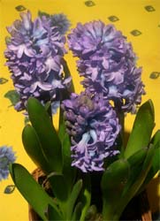 indoor hyacinths