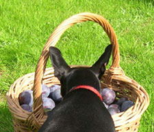 Inca examines the plums