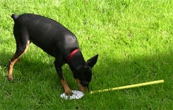 Inca examines fly swat