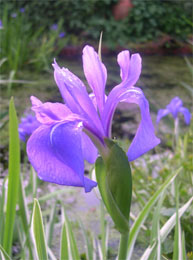 iris in spring pond