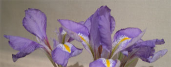 iris sibiritica