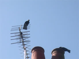 jackdaws nesting in our chimney