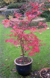 japanese maple in Autumn