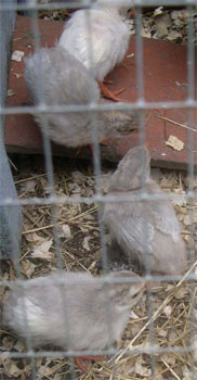 keets 11 days old