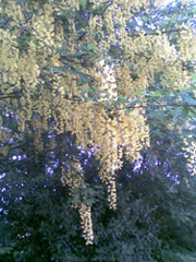 laburnum