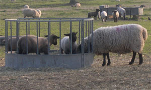 lambs and ewes