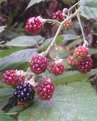 late blackberries
