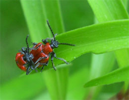 Lily Beetle