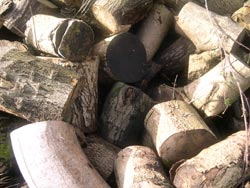 pile of logs