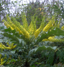 mahonia charity