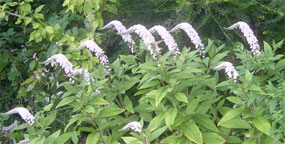 meercat flowers