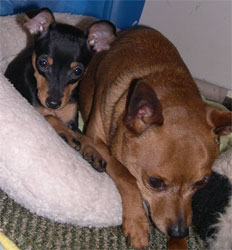 min pin pup and older min pin