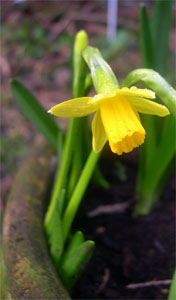 miniature daffodils