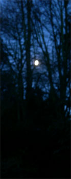 moon through trees in our garden