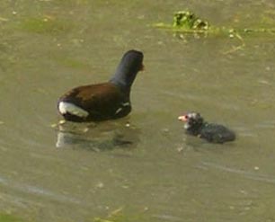 moorhen and chick
