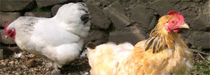 moulting hen and pekin bantam