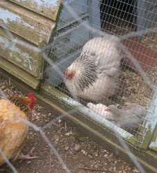 Mrs Boss and angry ginger hen