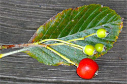 mystery berries