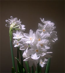 Paper Whites in the kitchen