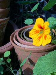 nasturtiums in the kitchen garden