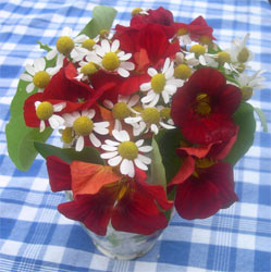 nasturtiums and feverfew