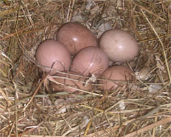 nest with guinea fowl eggs