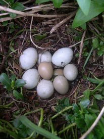 nest with duck and pheasant egss