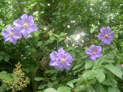 clematis