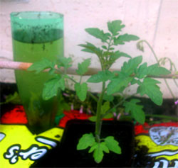 new tomato plant and resevoir of water