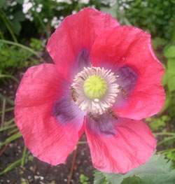 opium poppy and hover flies