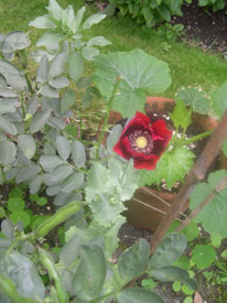 opium poppy