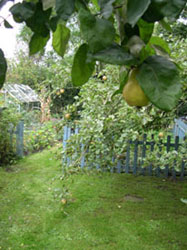 orchard and kitchen garden