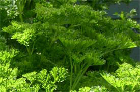 our parsley in Danny's bath