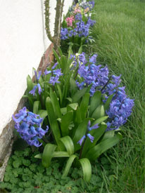 hyacinths enjoying a sunny wall