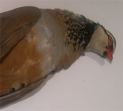 partridge