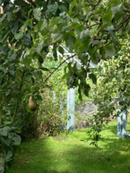 pear on tree