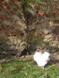 Little white bantam