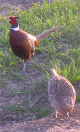 pair of pheasant