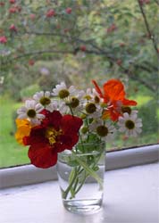 feverfew and nasturtiums