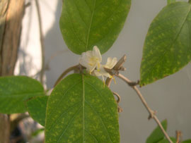 priceless winter flowering honeysuckle