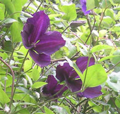 purple clematis