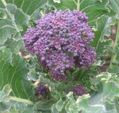 purple sprouting broccoli detail