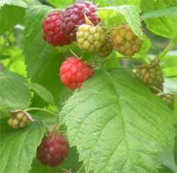 raspberries on the canes