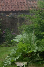 rhubarb and fruit cage