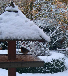 robin on bird table