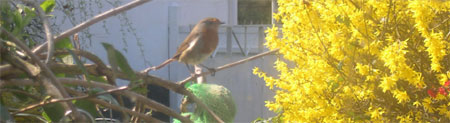robin in spring robin in spring