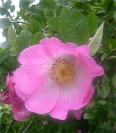 Rosa complicata