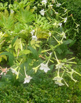 round border with Fatsia Japonica and Nicotiana Affinis