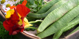 runner beans in trug